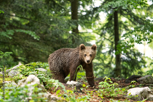 Brown bears in the forest. European bear moving in nature. Brown bear from Slovenia. Wildlife walking in nature. Bear in wildlife. Small bears in the forest. Spring in nature.  © prochym