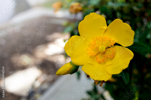 hypericum hidcote St John's Wort flower in the garden photo