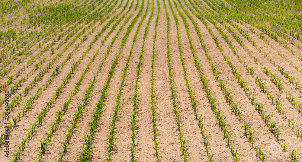 Rows of young corn shoots on a cornfield Rows of young corn shoots on a cornfield