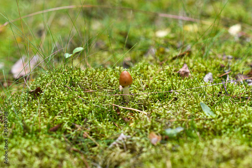.A lone mushroom growing in the forest.