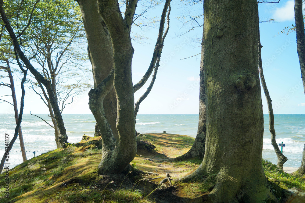 Fototapeta premium Las, plaża, morze, Bałtyk
