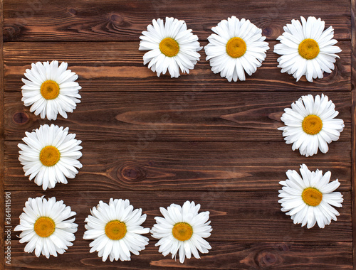 Chamomile on dark wooden background. Flat lay  copy space