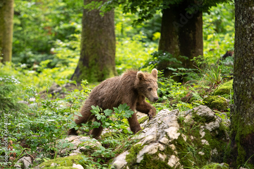 Brown bears in the forest. European bear moving in nature. Brown bear from Slovenia. Wildlife walking in nature. Bear in wildlife. Small bears in the forest. Spring in nature. 