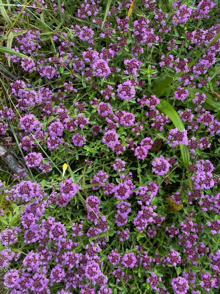 Obraz premium Thymus pulegioides / Broad-leaved thyme