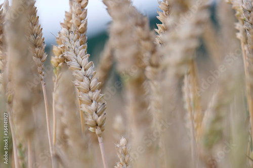 Golden ears of wheat, close-up.