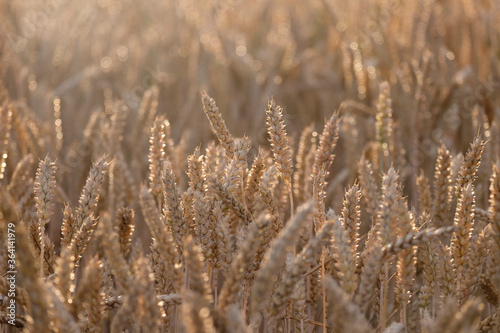 Golden ears of wheat, close-up.