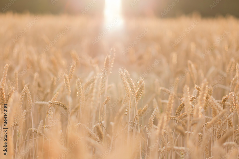 Fototapeta premium Golden ears of wheat, can be used as agricultural background.