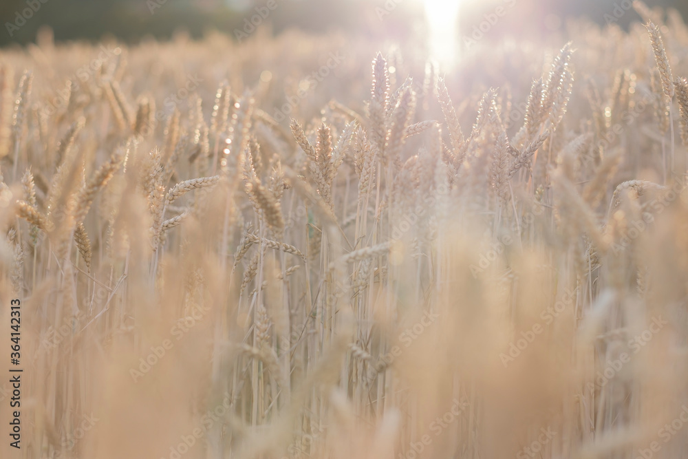 Fototapeta premium Golden ears of wheat, can be used as blurred background.