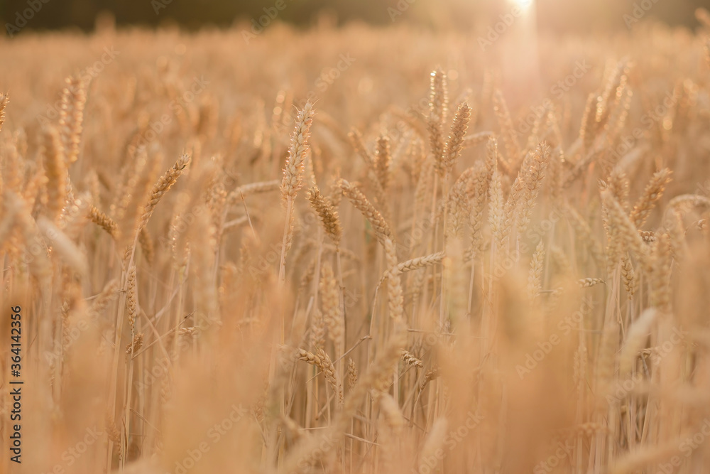 Fototapeta premium Golden ears of wheat, can be used as blurred background.