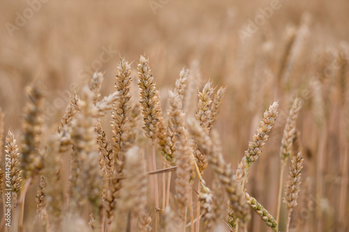 Golden ears of wheat, close-up.
