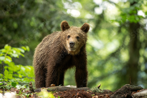 Brown bears in the forest. European bear moving in nature. Brown bear from Slovenia. Wildlife walking in nature. Bear in wildlife. Small bears in the forest. Spring in nature. 