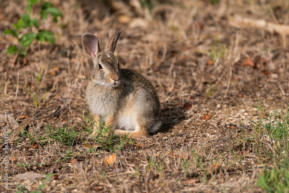 Fototapeta premium Cottontail Rabbit sitting and looking over shoulder