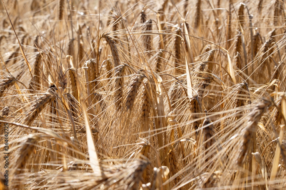 Fototapeta premium Golden ears of wheat, close-up.