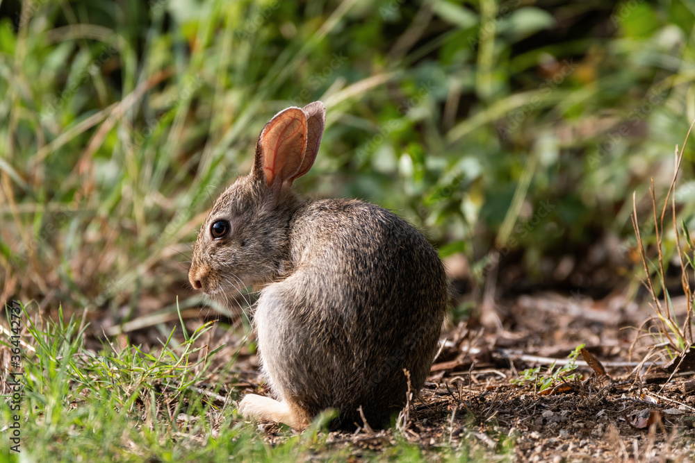 Cottontail Rabbit alertly watching something Cottontail Rabbit alertly watching something