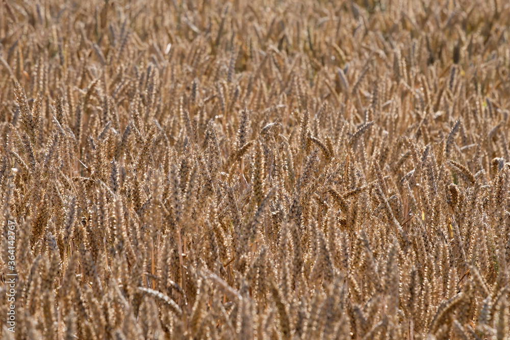 Agricultural field with golden ears of wheat. Agricultural field with golden ears of wheat.