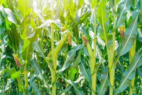 Corn field with ripe ears. A green field of corn growing up at USA