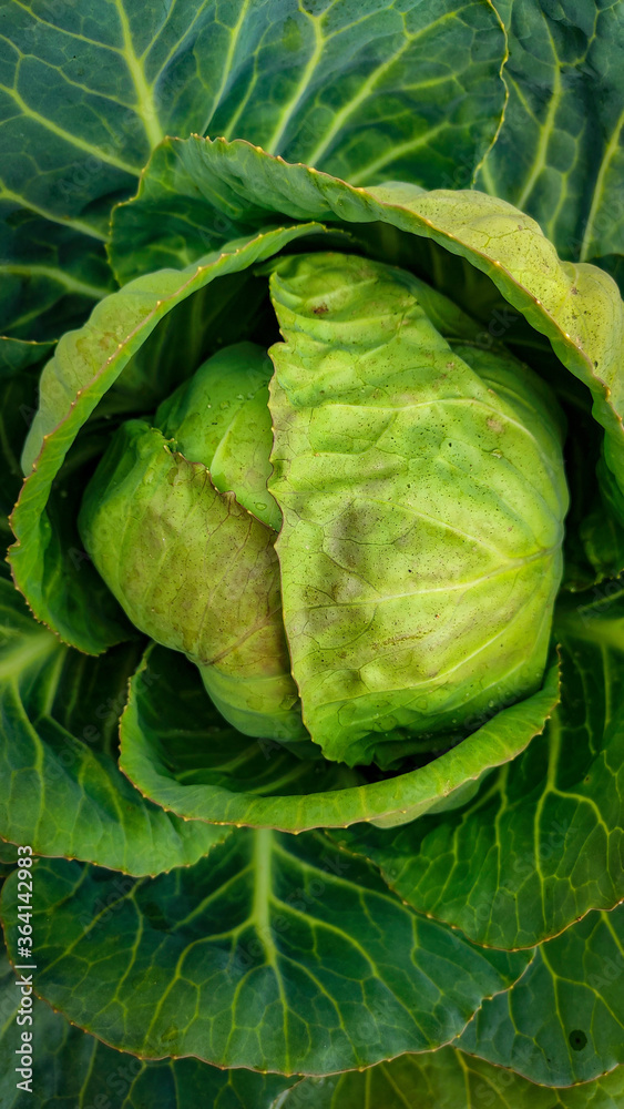 Obraz premium cabbage on a wooden table