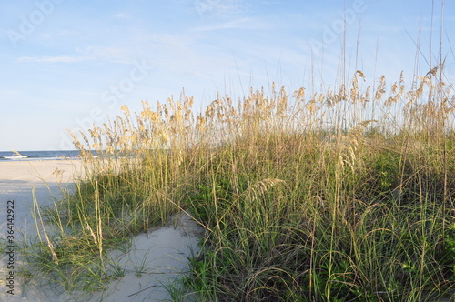Fototapeta Naklejka Na Ścianę i Meble -  reeds on the beach