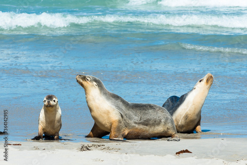 Seal Bay on kangaroo island, South Australia. 