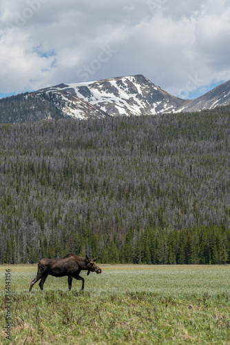 Moose in Rocky Mountain National Park © bwolski