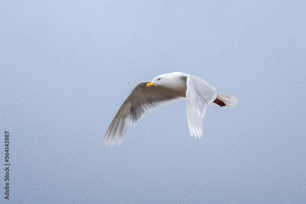 Glaucous Gull (Larus hyperboreus) in Barents Sea coastal area, Russia Glaucous Gull (Larus hyperboreus) in Barents Sea coastal area, Russia