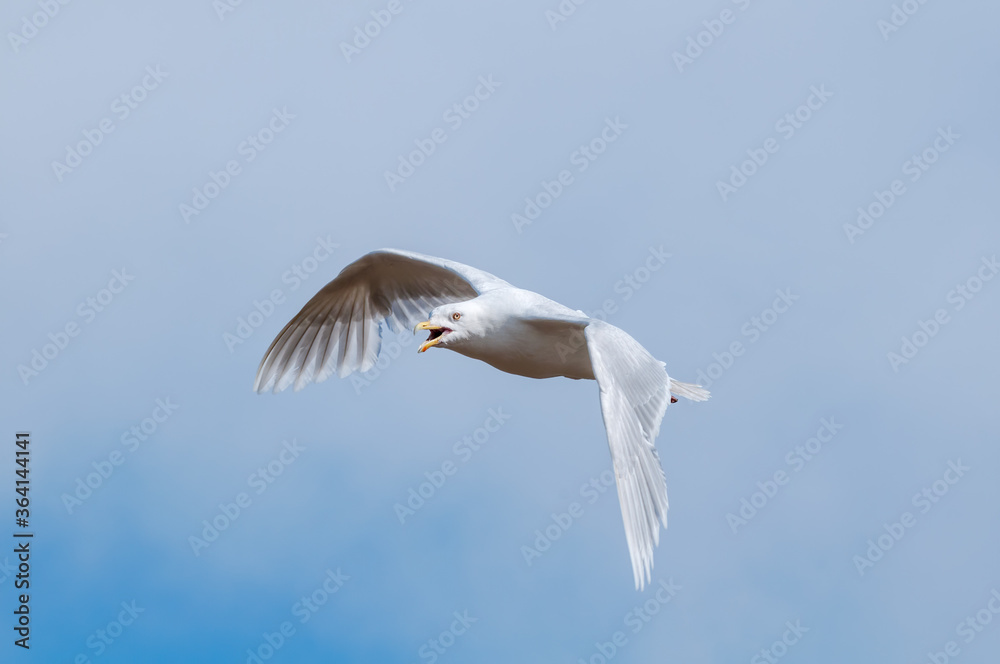 Glaucous Gull (Larus hyperboreus) in Barents Sea coastal area, Russia Glaucous Gull (Larus hyperboreus) in Barents Sea coastal area, Russia
