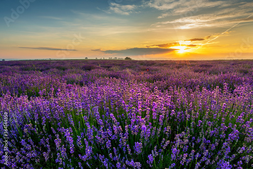 Beautiful lavender field sunset landscape © Piotr Krzeslak