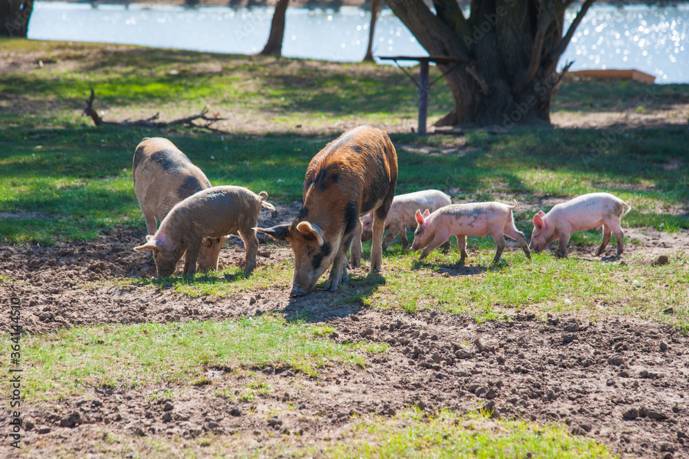 Fototapeta premium Pig farm. Pigs in field