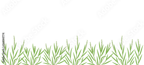 Ryegrass plant green field. Horizontal banner. Fescue grass family poaceae. Lolium. Place for text. Copy space. Agricultural. Vector background. photo