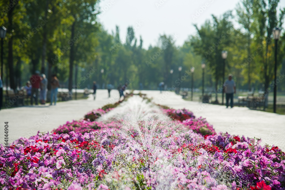 Watering lawn and flowers in the morning in park Watering lawn and flowers in the morning in park