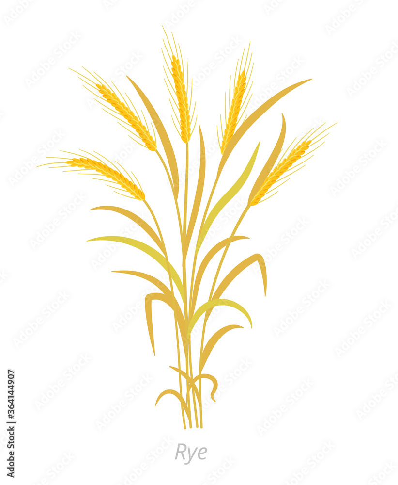 Rye plant. Bunch orange ripe and dry. Secale cereale. Species of cereal grain. Cereal grain. Vector agricultural illustration. Agronomy.