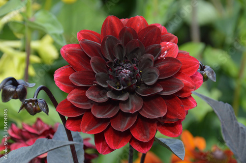 Stunning dark red carmine dahlia flower in bloom.  