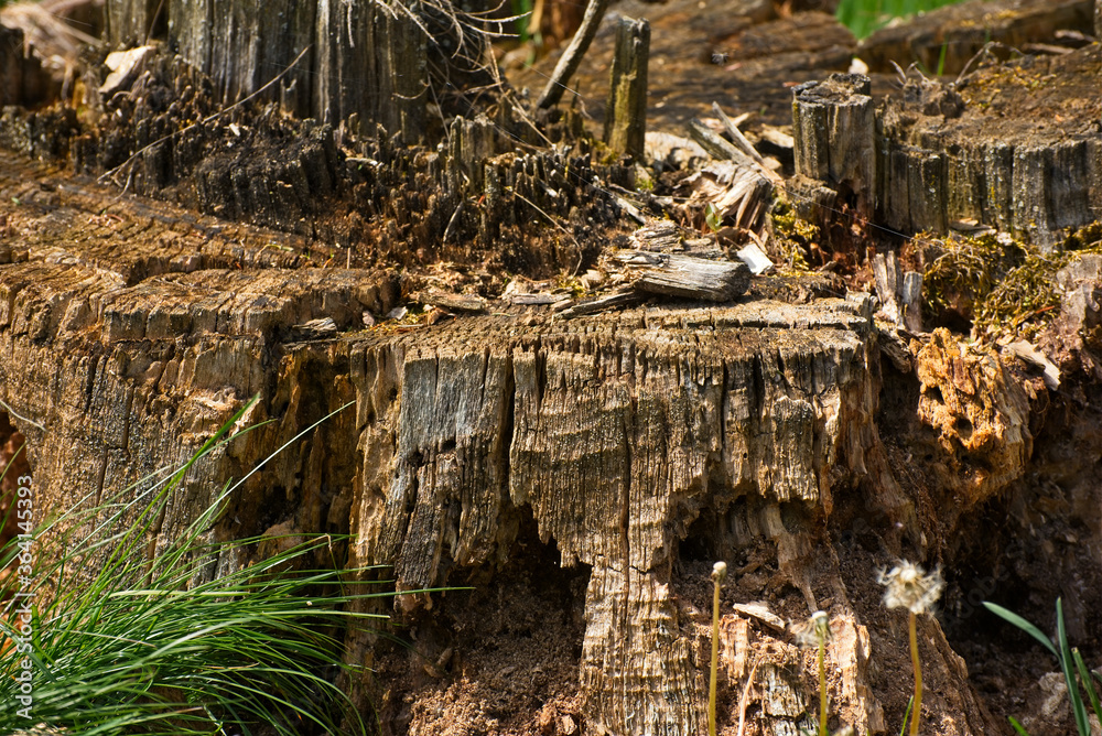 Detail of a rugged old tree stump Detail of a rugged old tree stump