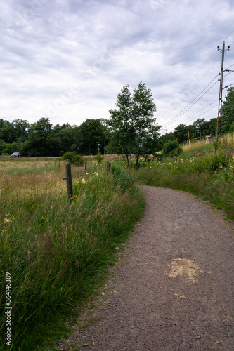Vertical composition of pathway with green grass and fresh flowers in gothenburg sweden © joisbalu