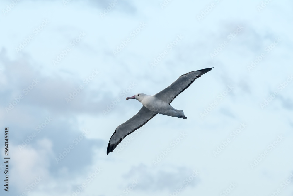 Southern Royal Albatross (Diomedea epomophora) in South Atlantic Ocean, Southern Ocean, Antarctica Southern Royal Albatross (Diomedea epomophora) in South Atlantic Ocean, Southern Ocean, Antarctica