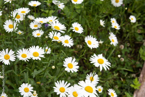 Chamomiles at the grass background. Nature white  yellow  and green