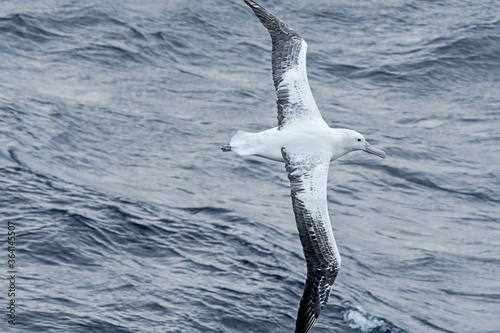 Southern Royal Albatross (Diomedea epomophora) in South Atlantic Ocean, Southern Ocean, Antarctica