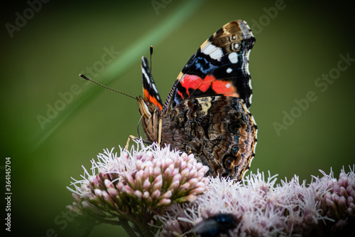 Fotografie butterfly on flower