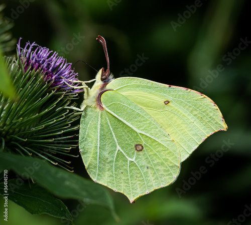 Fotografie butterfly on leaf