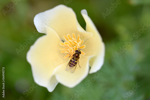 Creamsicle Poppy Bee 02