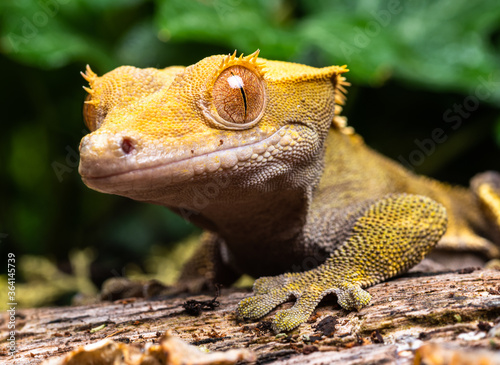 Obraz na plátně close up of a lizard