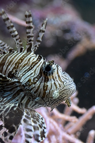 Side view of lionfish 