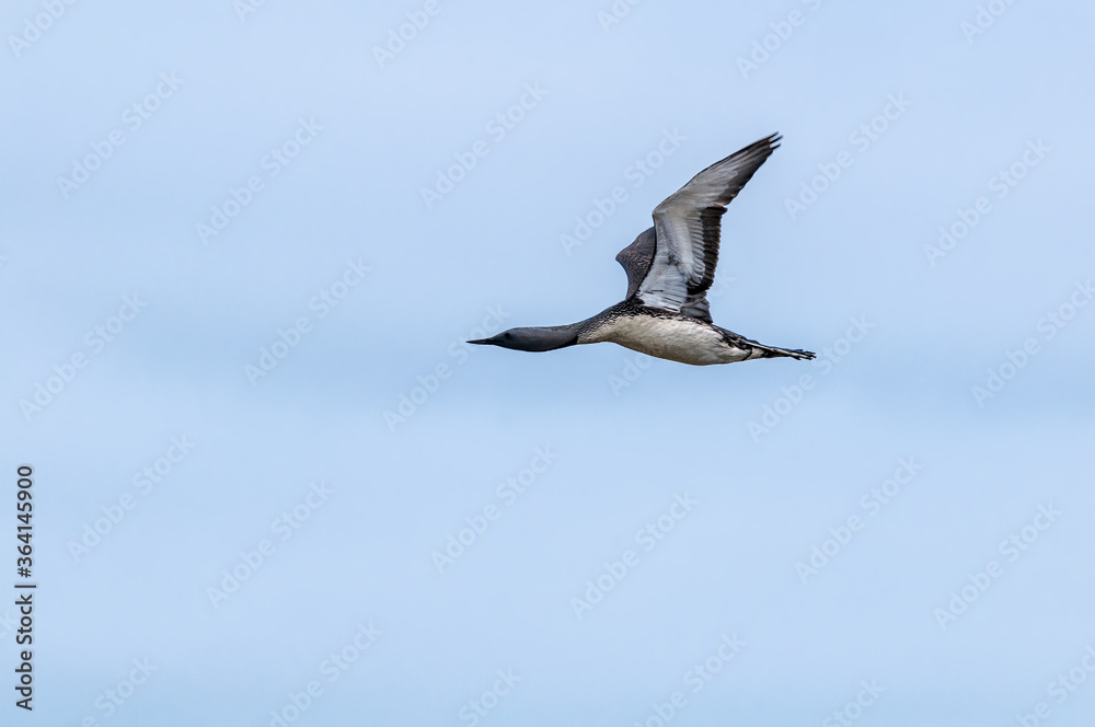 Red-throated Loon (Gavia stellata) in Barents Sea coastal area, Russia Red-throated Loon (Gavia stellata) in Barents Sea coastal area, Russia