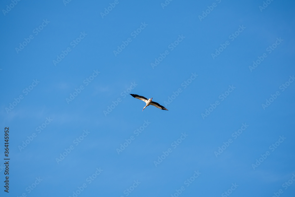 one stork flying in the blue sky, independence, freedom of choice, movement and action
