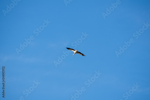 one stork flying in the blue sky, independence, freedom of choice, movement and action