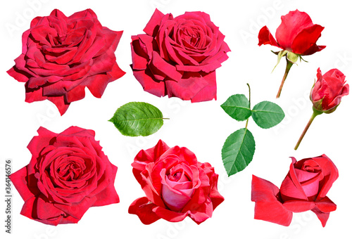 Collection of red rose flowers and green leaves isolated on white background 