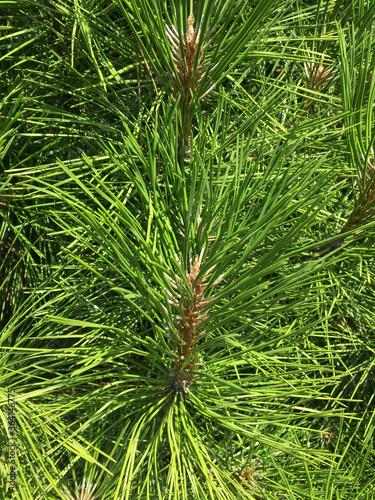 variety of pines in the garden center