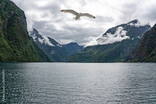 Sognefjord mountain landscape view with flying seagull, Norway
