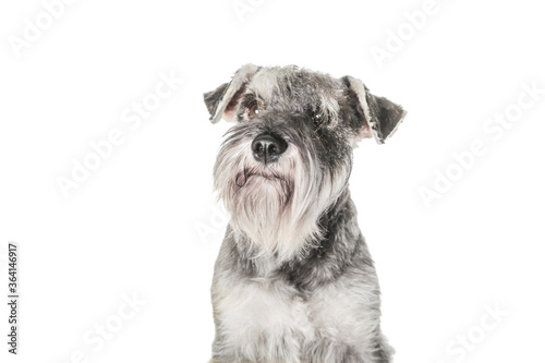 Funny gray miniature schnauzer sitting on white background