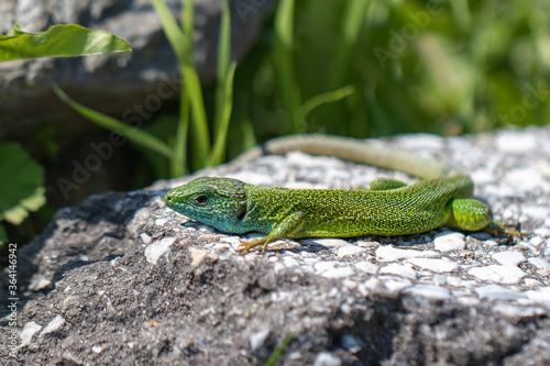 Green lizard Lacerta viridis at Lake Kerkini